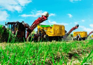 نیشکر و توسعه پایدار خوزستان؛ الگویی ایرانی برای اقتصاد سبز