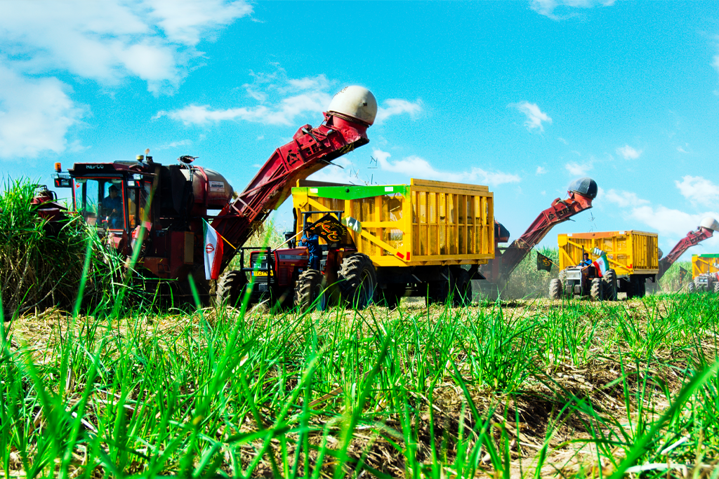 نیشکر و توسعه پایدار خوزستان؛ الگویی ایرانی برای اقتصاد سبز