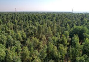 درختی به نام توسعه؛ نقش نیشکر در اقتصاد سبز ایران