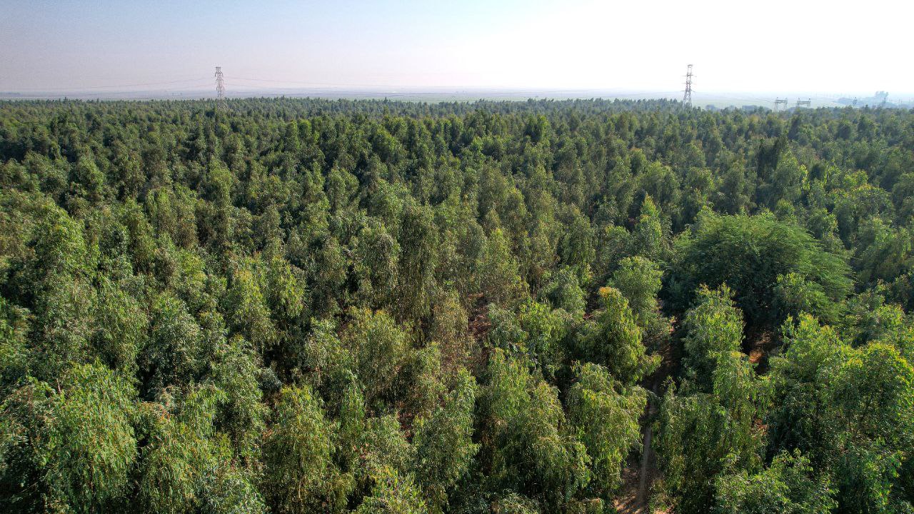 درختی به نام توسعه؛ نقش نیشکر در اقتصاد سبز ایران